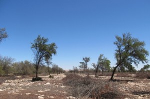 Bosque de tamarugal